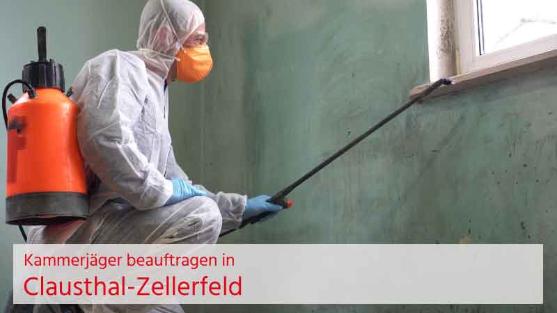 Kammerjäger in Clausthal-Zellerfeld beauftragen