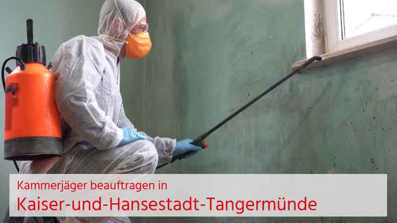 Kammerjäger in Kaiser-und-Hansestadt-Tangermünde beauftragen